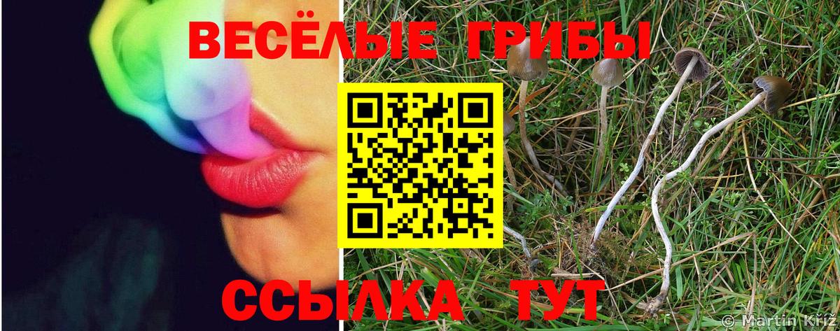 Галлюциногенные грибы GOLDEN TEACHER  Вход с VPN  Братск 